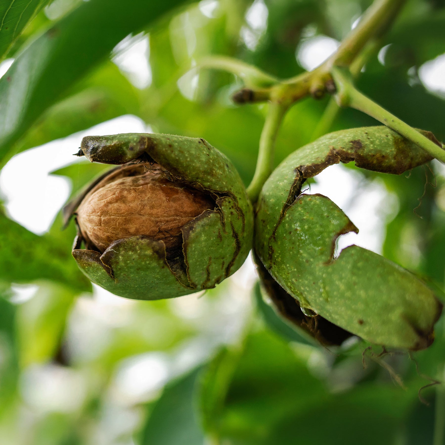 Gewone walnoot Chandler - Juglans regia Chandler - Willemse
