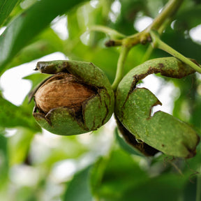 Gewone walnoot Chandler - Juglans regia Chandler - Willemse