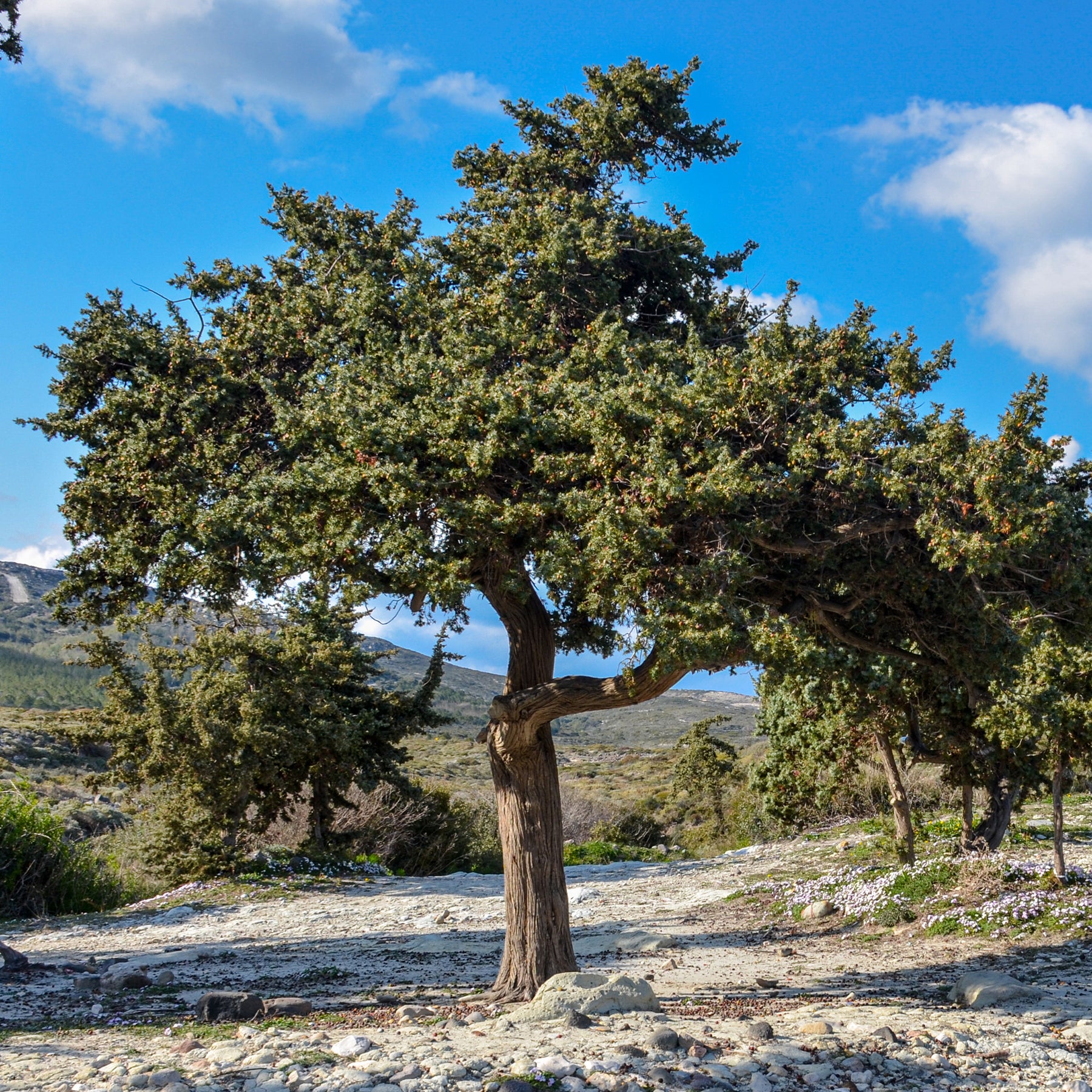 Juniperus oxycedrus - Stekelige jeneverbes - Coniferen