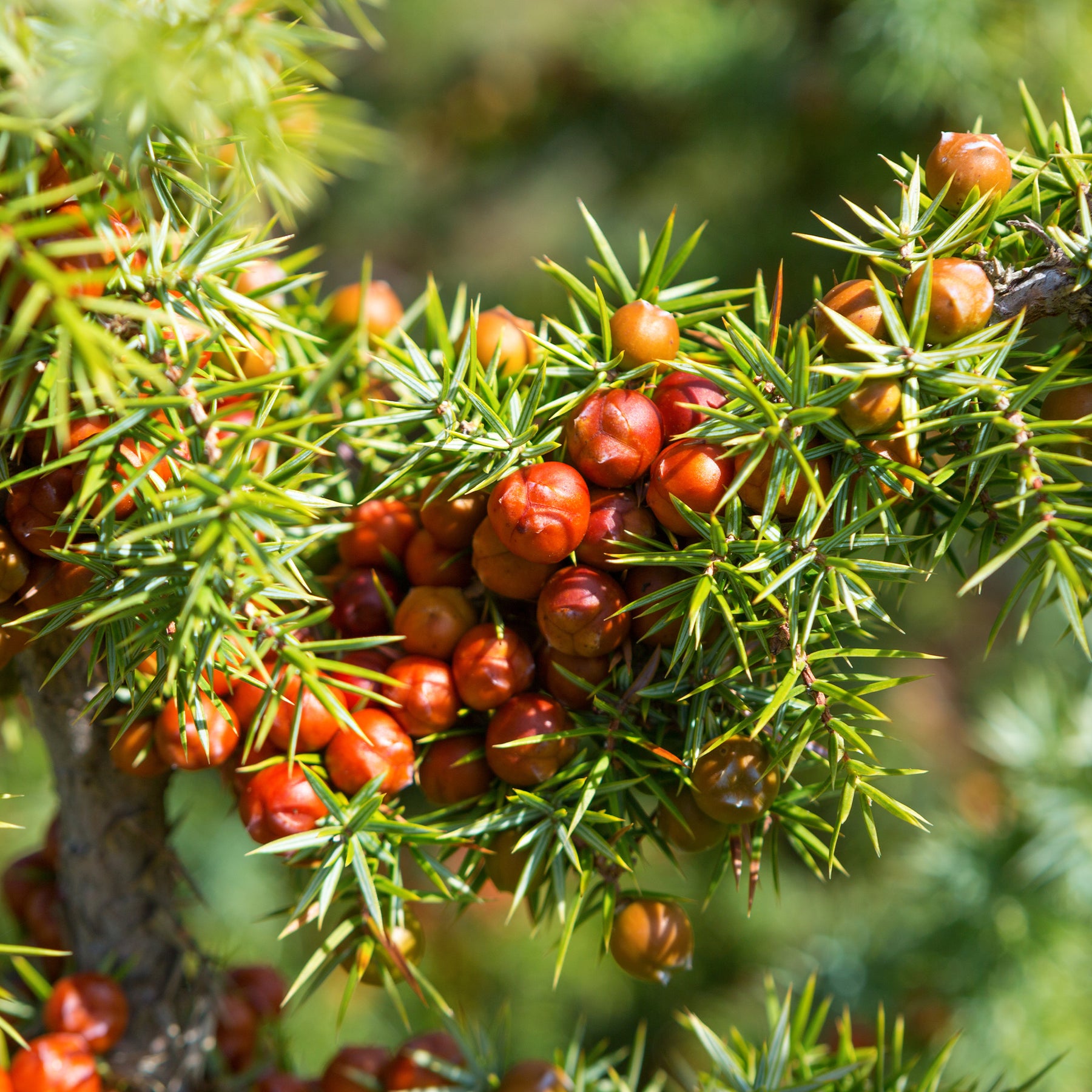 Stekelige jeneverbes - Juniperus oxycedrus - Willemse