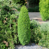 Gewone jeneverbes Sentinel - Juniperus communis Sentinel - Willemse