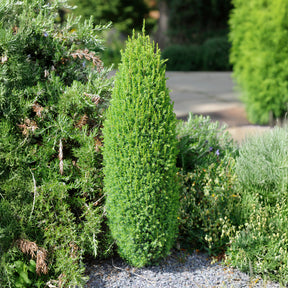 Gewone jeneverbes Sentinel - Juniperus communis Sentinel - Willemse