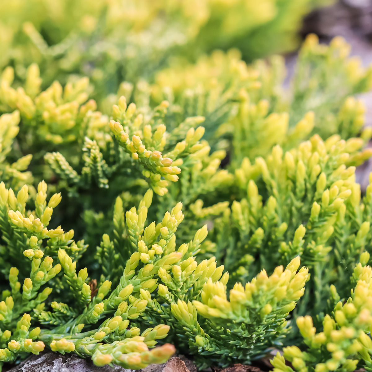 Kruipjeneverbes Golden Carpet - Juniperus horizontalis Golden Carpet - Willemse