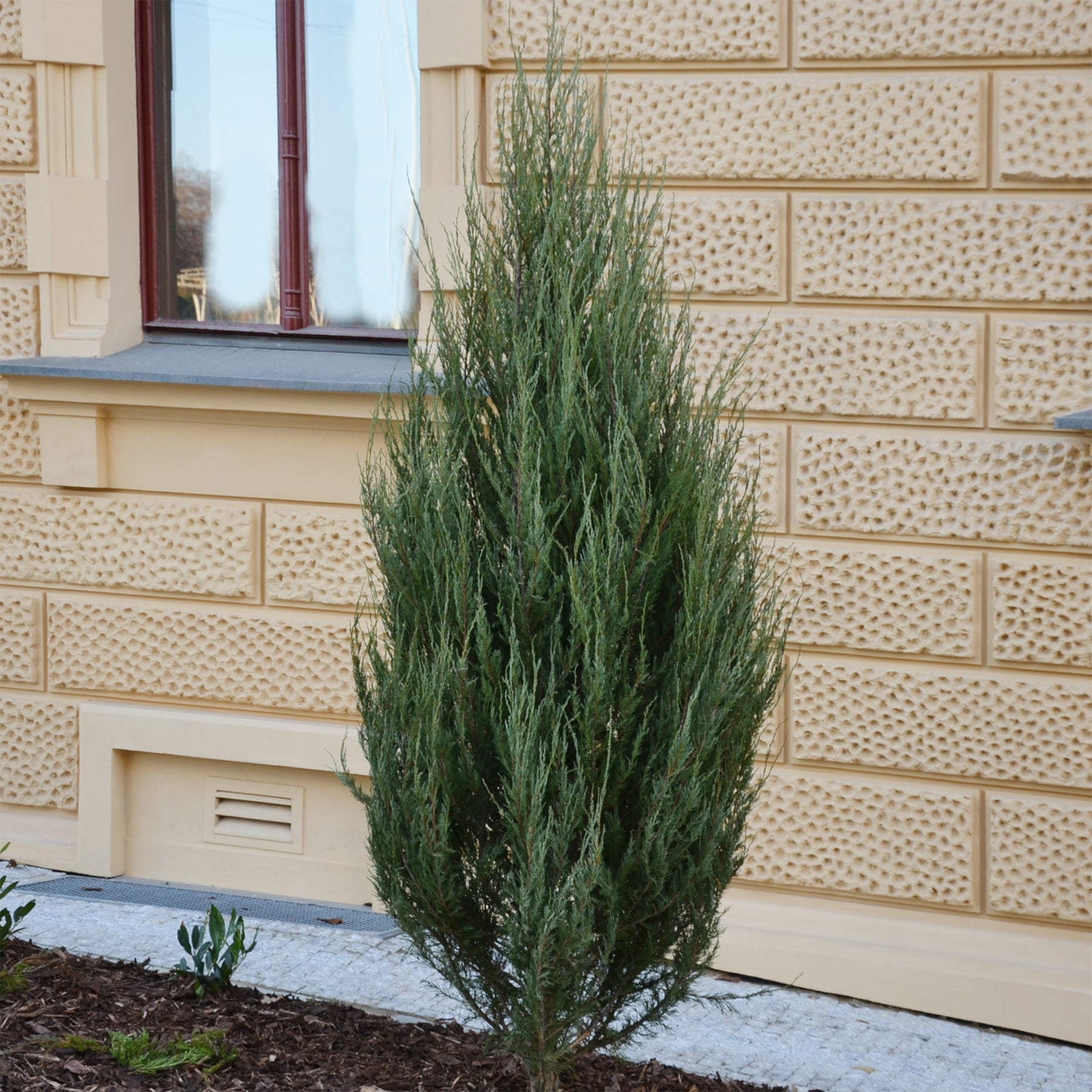 Virginiaanse jeneverbes Blue Arrow - Willemse