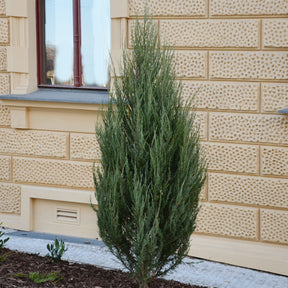 Virginiaanse jeneverbes Blue Arrow - Willemse