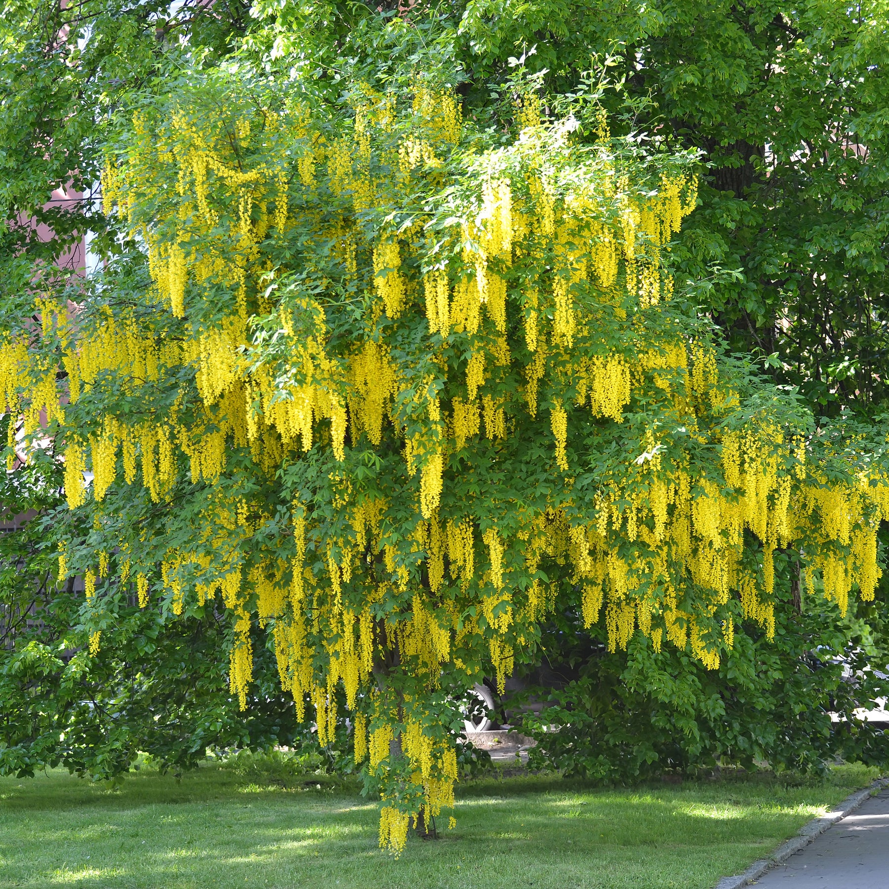 Laburnum anagyroides - Goudenregen - Bloeiende bomen