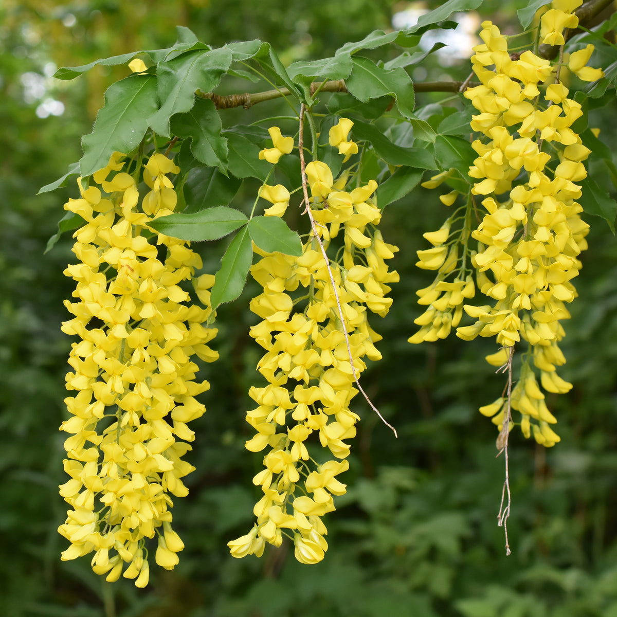 Goudenregen - Laburnum anagyroides - Willemse