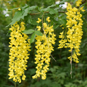 Goudenregen - Laburnum anagyroides - Willemse