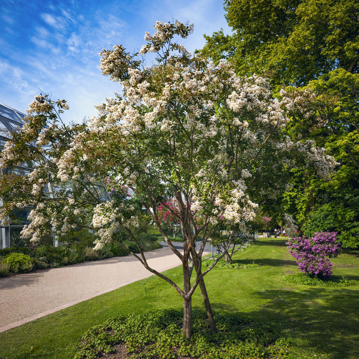 Lagerstroemia Natchez - Willemse