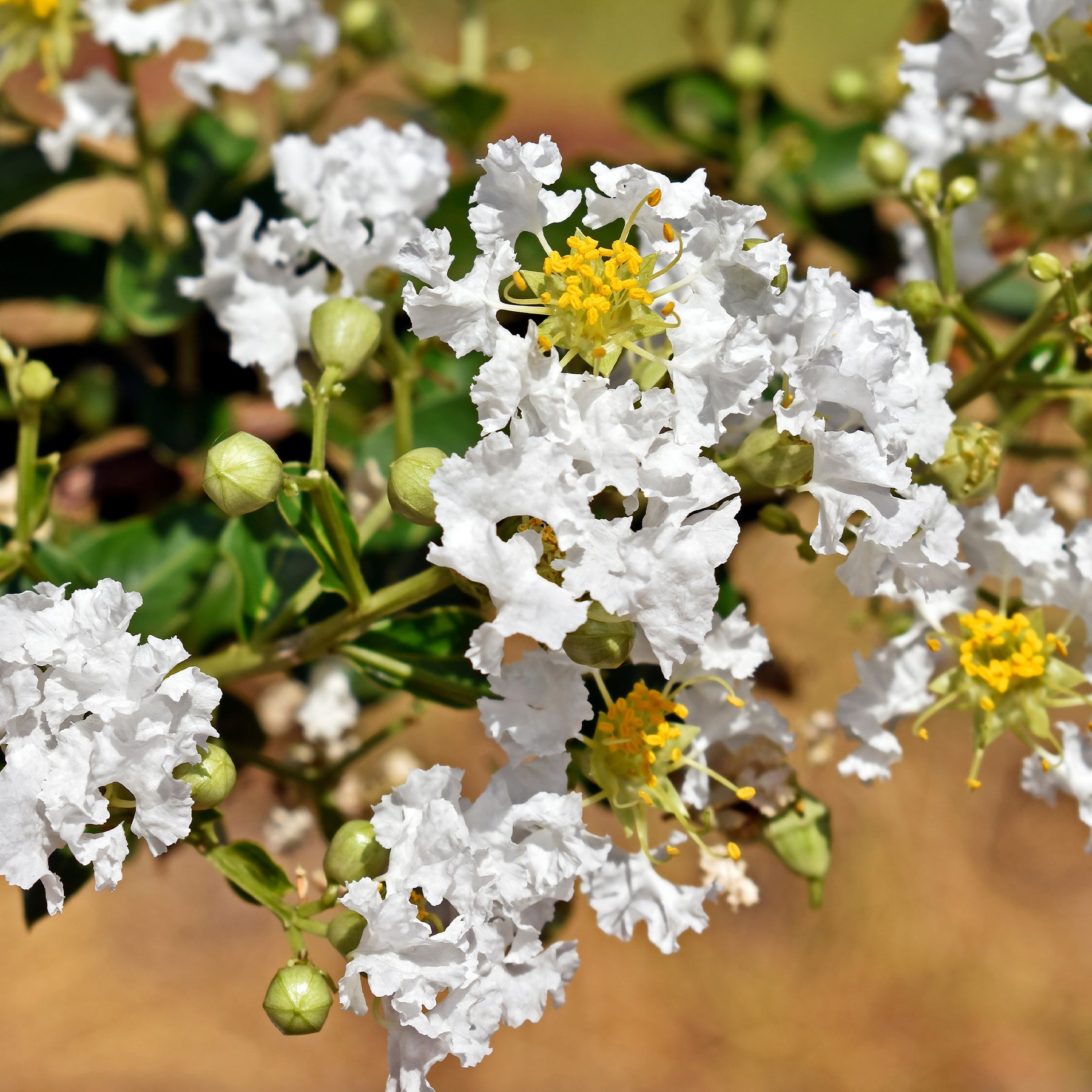 Lagerstroemia With Love® Virgin - Lagerstroemia indica With Love® Virgin - Willemse