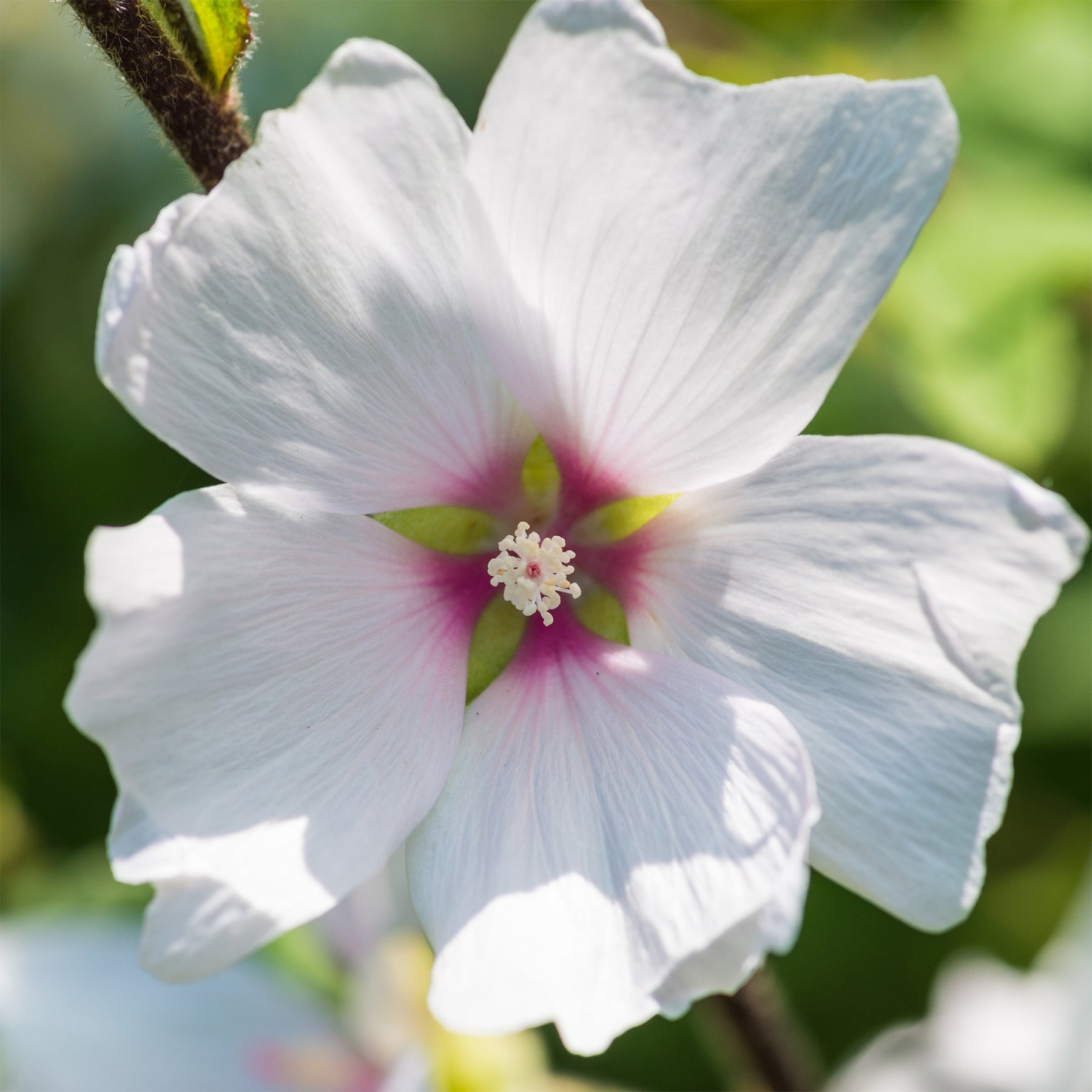 Lavatera Barnsley Baby - Willemse