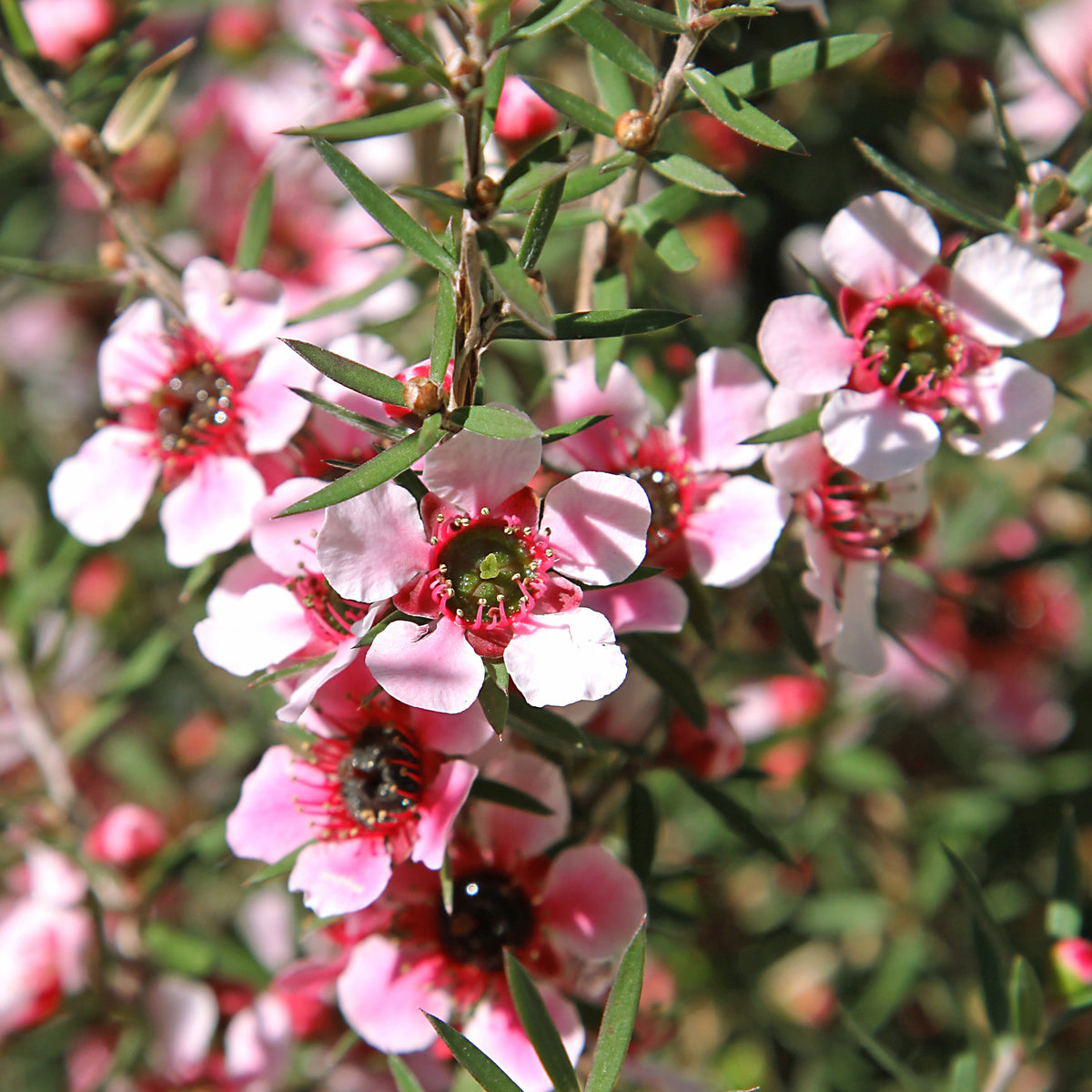 Leptospermum scoparium Martinii - Theeboom Martini - Bloeiende planten