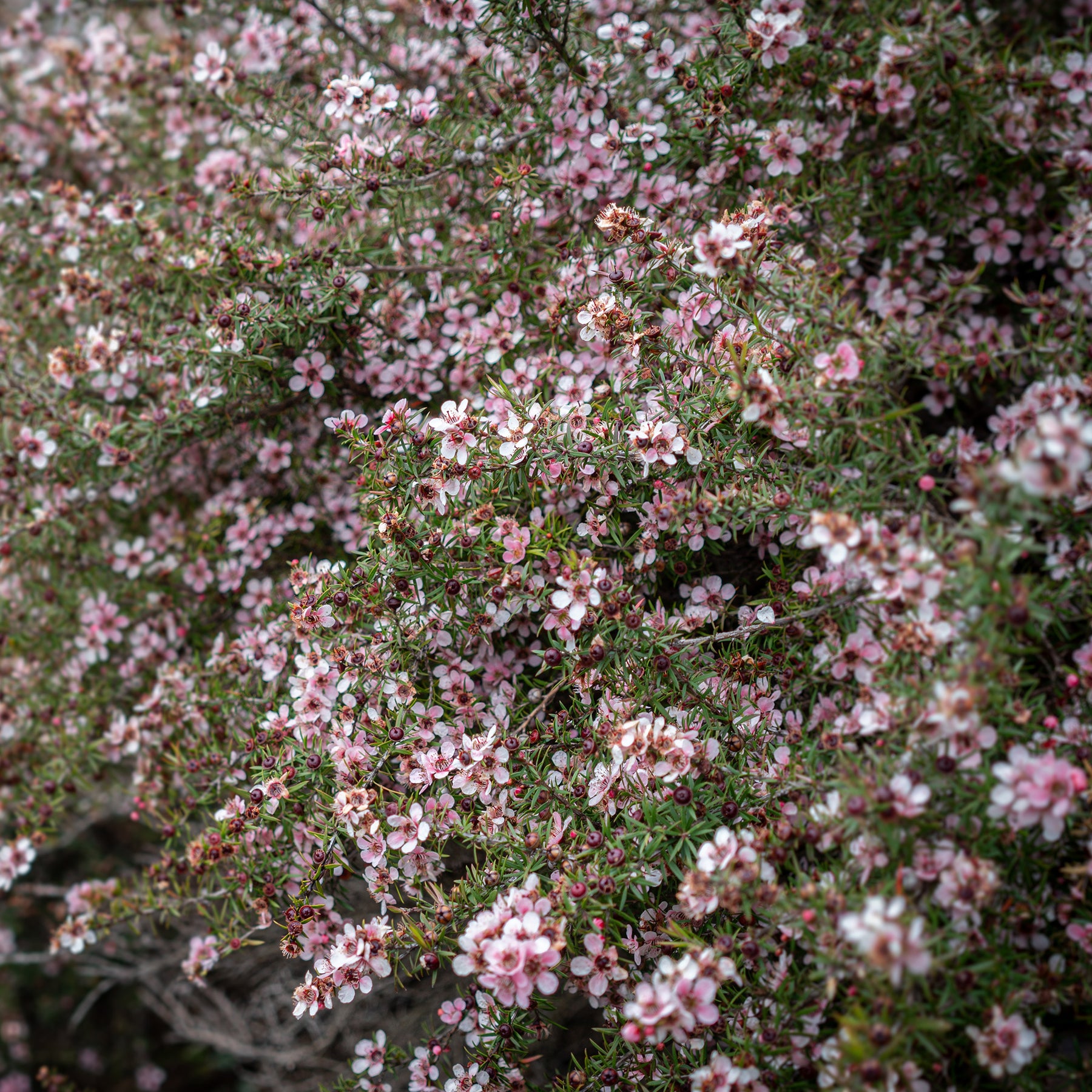 Theeboom Martini - Leptospermum scoparium Martinii - Willemse