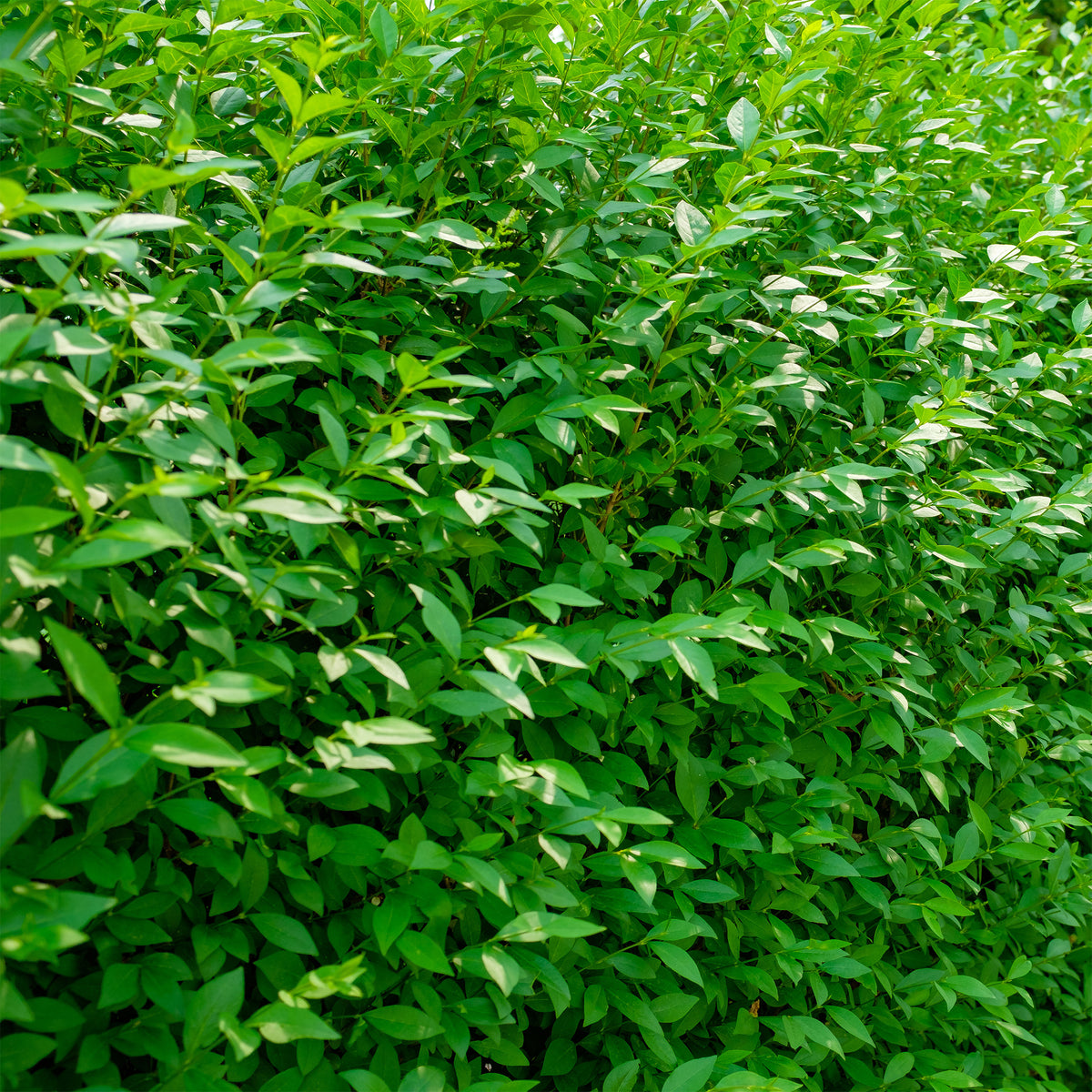 Gewone liguster Atrovirens - Ligustrum vulgare Atrovirens - Willemse