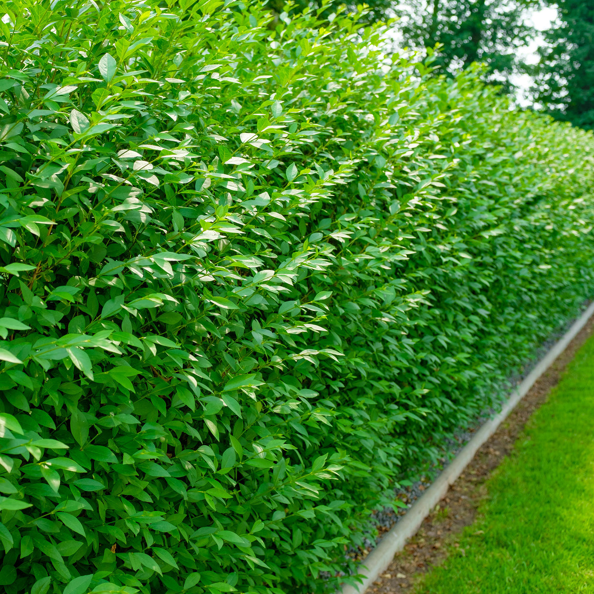 Gewone liguster Atrovirens - Ligustrum vulgare Atrovirens - Willemse