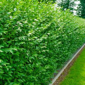 Gewone liguster Atrovirens - Ligustrum vulgare Atrovirens - Willemse