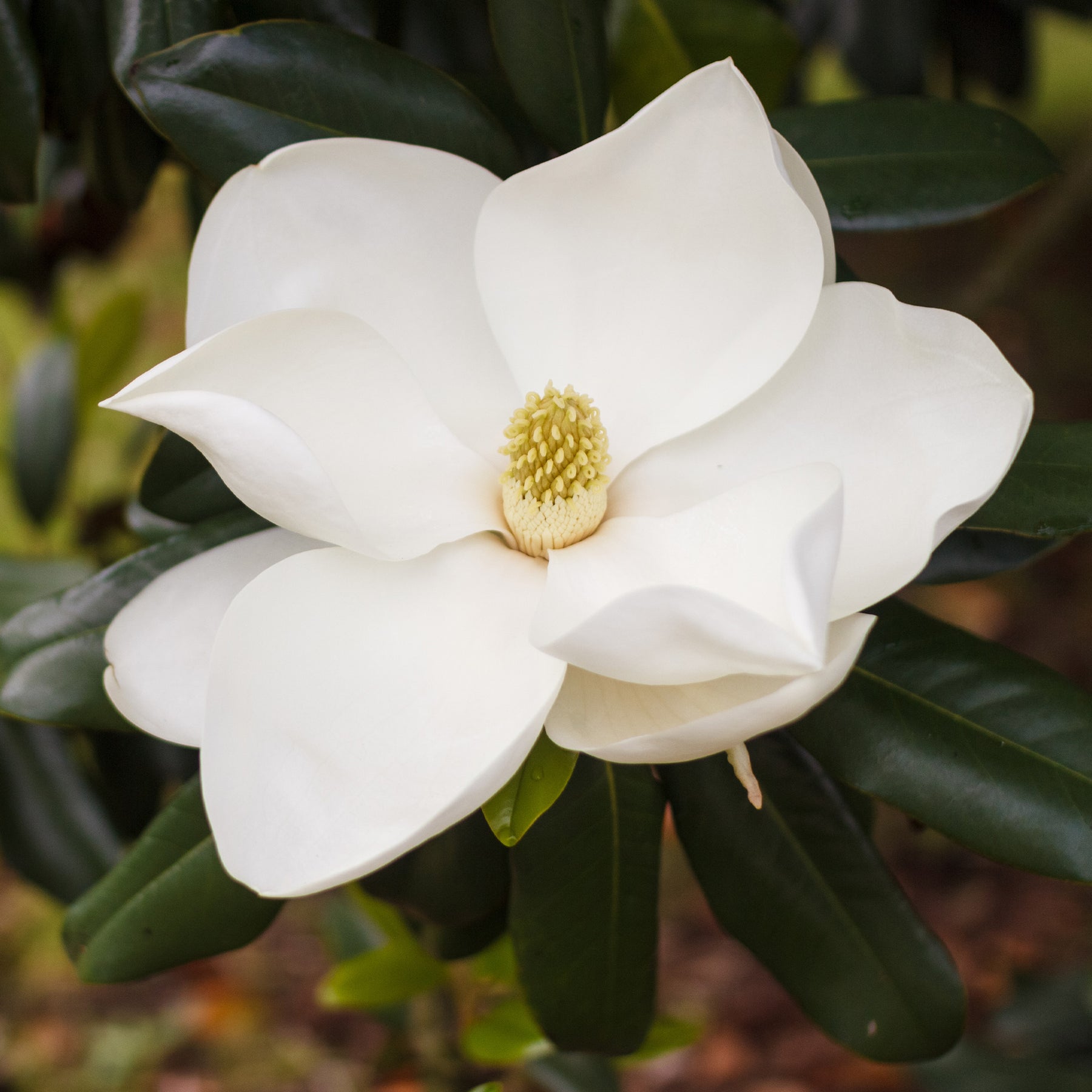 Magnolia grandiflora Alta - Magnolia grandiflora Alta - Willemse