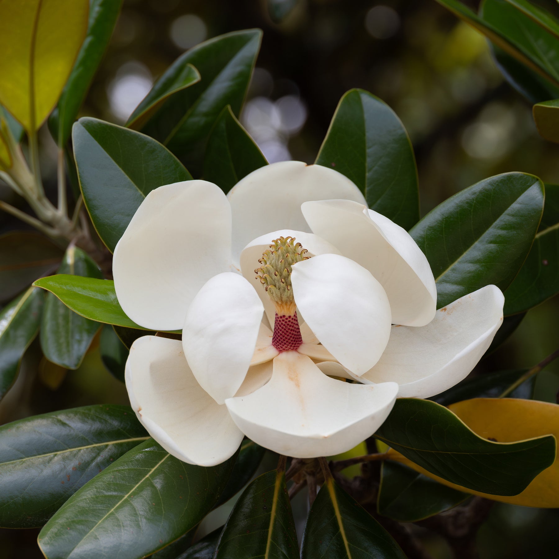 Magnolia - Magnolia grandiflora Alta - Magnolia grandiflora Alta