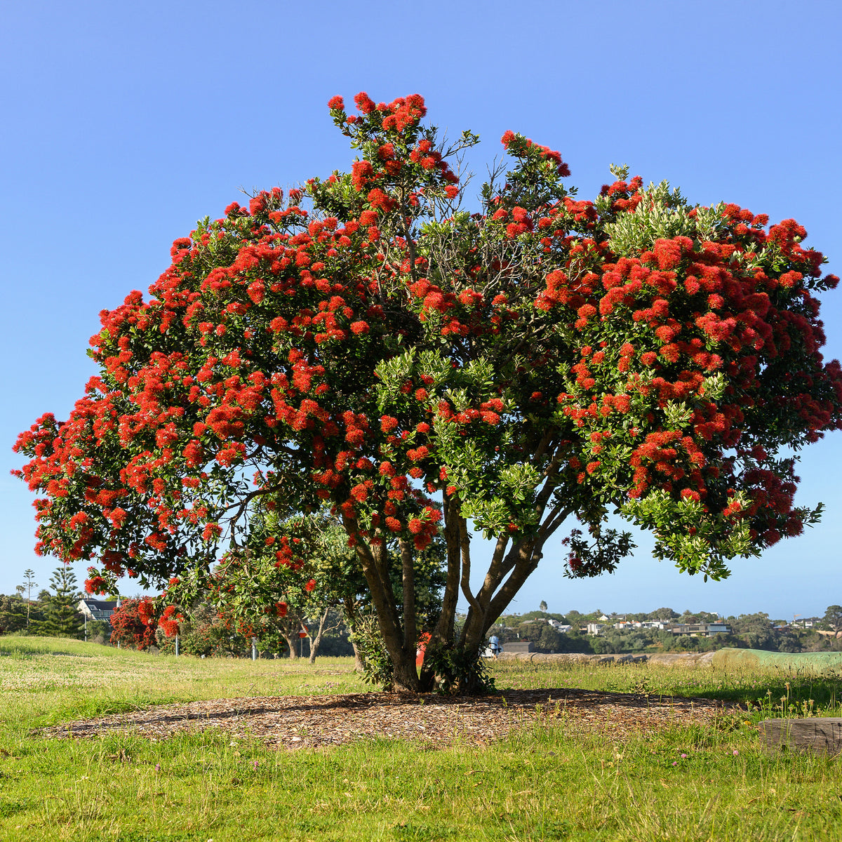 Metrosideros excelsa - Nieuw-Zeelandse kerstboom - Bloeiende bomen