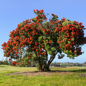 Metrosideros excelsa - Nieuw-Zeelandse kerstboom - Bloeiende bomen