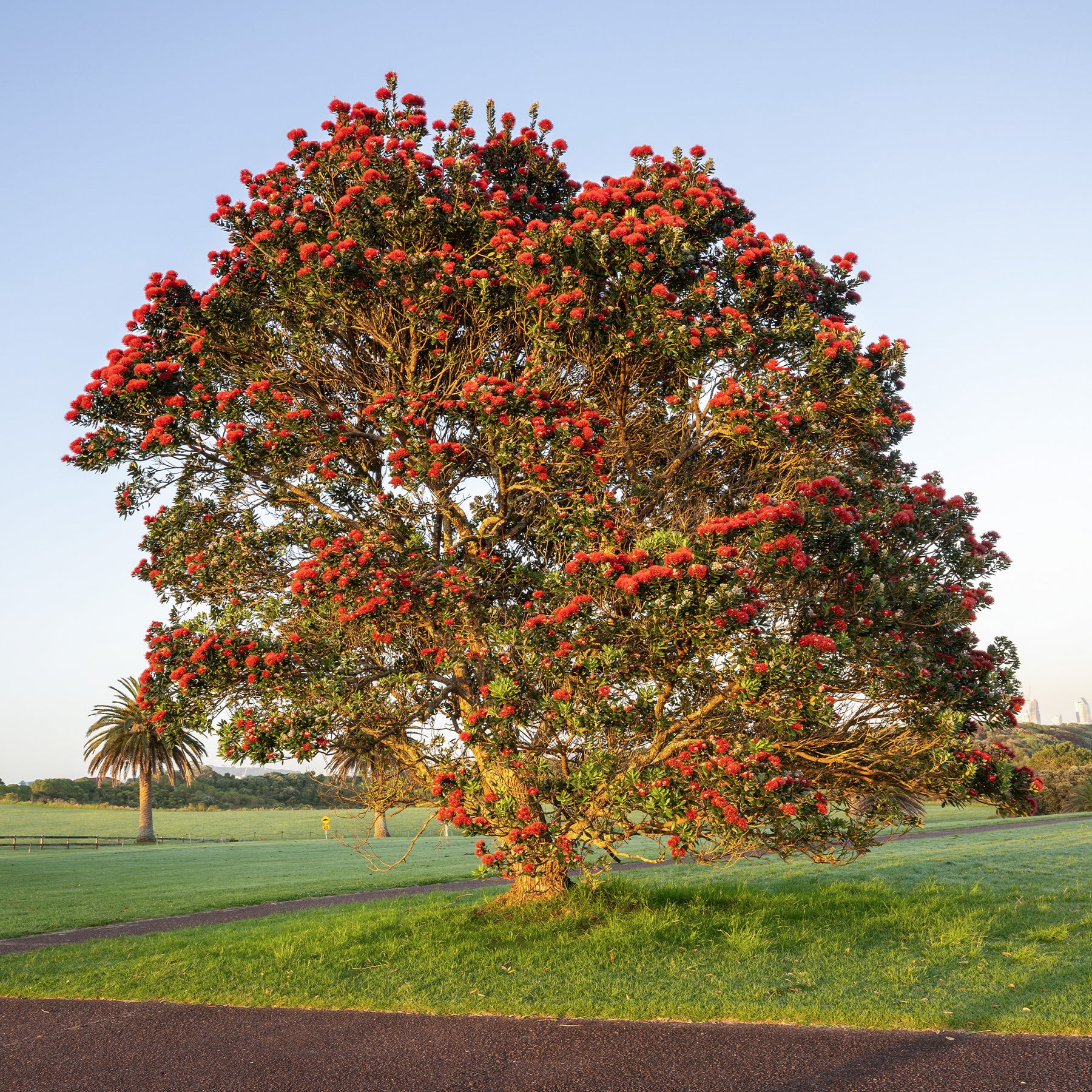 Nieuw-Zeelandse kerstboom - Willemse