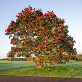 Nieuw-Zeelandse kerstboom - Willemse