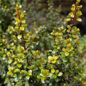 Afrikaanse buxus - Myrsine africana - Willemse
