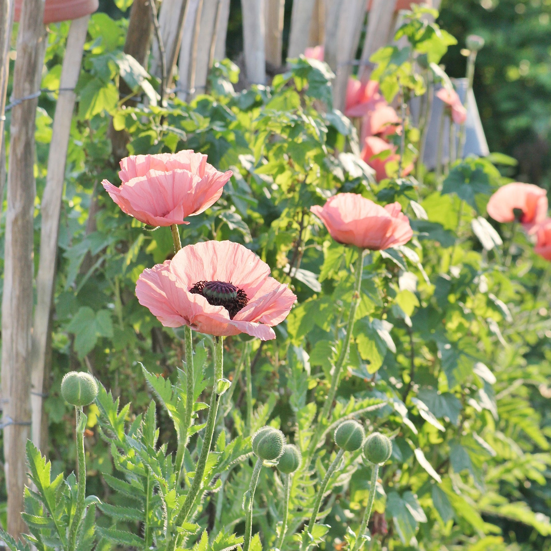 Oosterse klaproos Princess Victoria Louise - Papaver orientale Princess Victoria Louise - Willemse