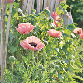 Oosterse klaproos Princess Victoria Louise - Papaver orientale Princess Victoria Louise - Willemse