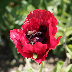 Oosterse klaproos Royal Chocolate Distinction - Papaver orientale Royal Chocolate Distinction - Willemse