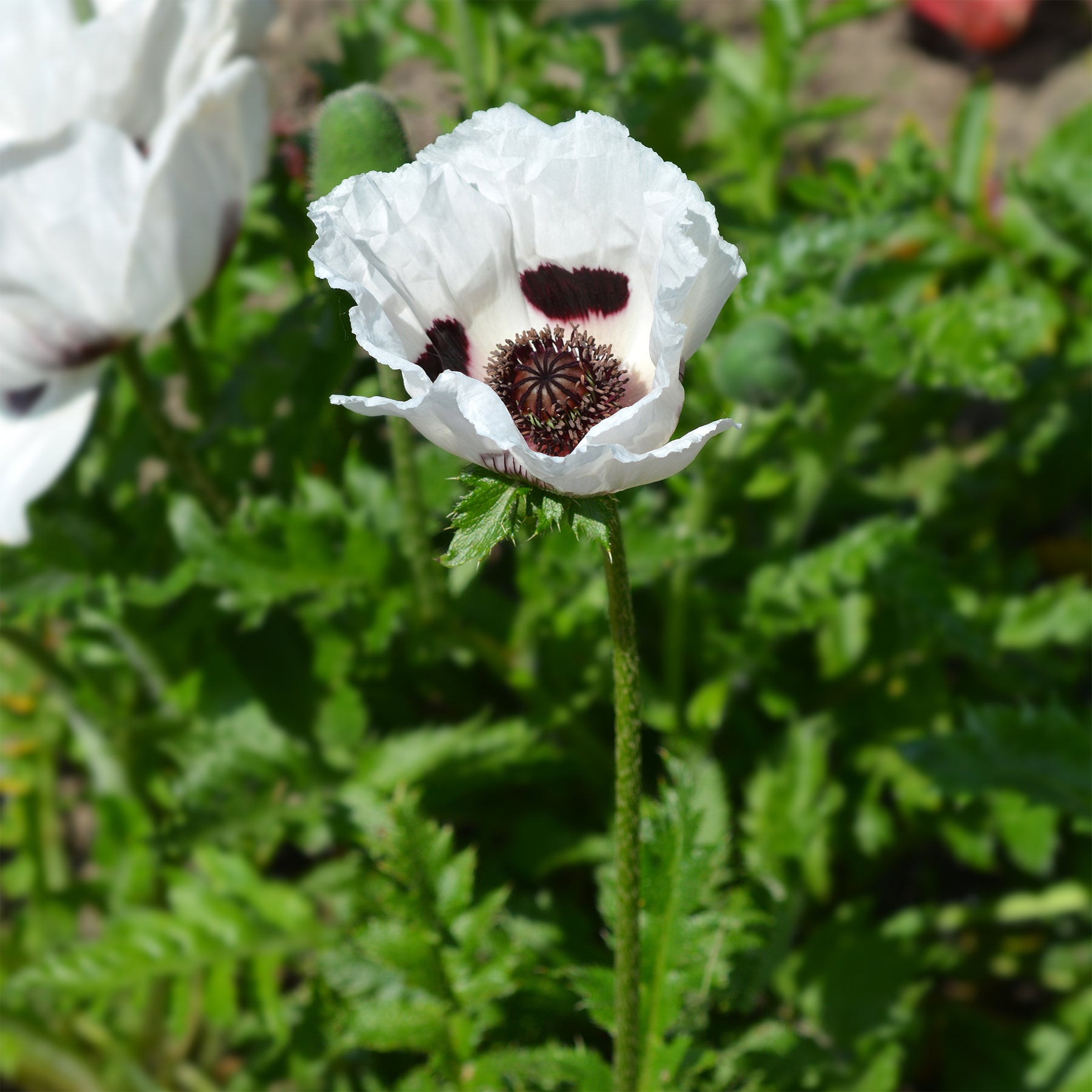 Papaver orientale Royal Wedding - Oosterse klaproos Royal Wedding - Papaver - Klaproos