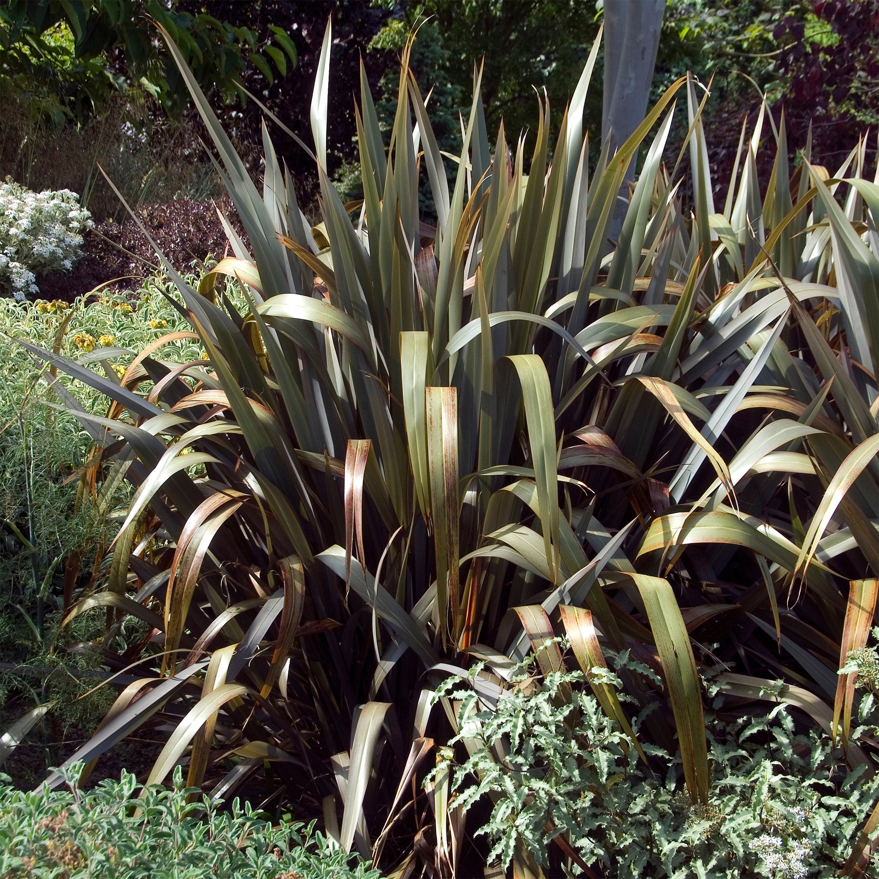 Nieuw-Zeelandse vlas Bronze Baby - Phormium cookianum Bronze Baby - Willemse