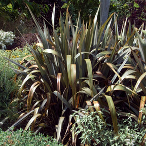 Nieuw-Zeelandse vlas Bronze Baby - Phormium cookianum Bronze Baby - Willemse