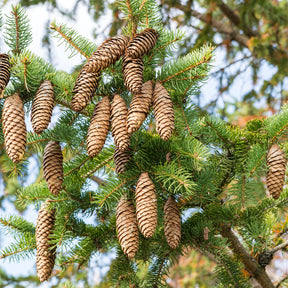 Fijnspar - Picea abies - Willemse