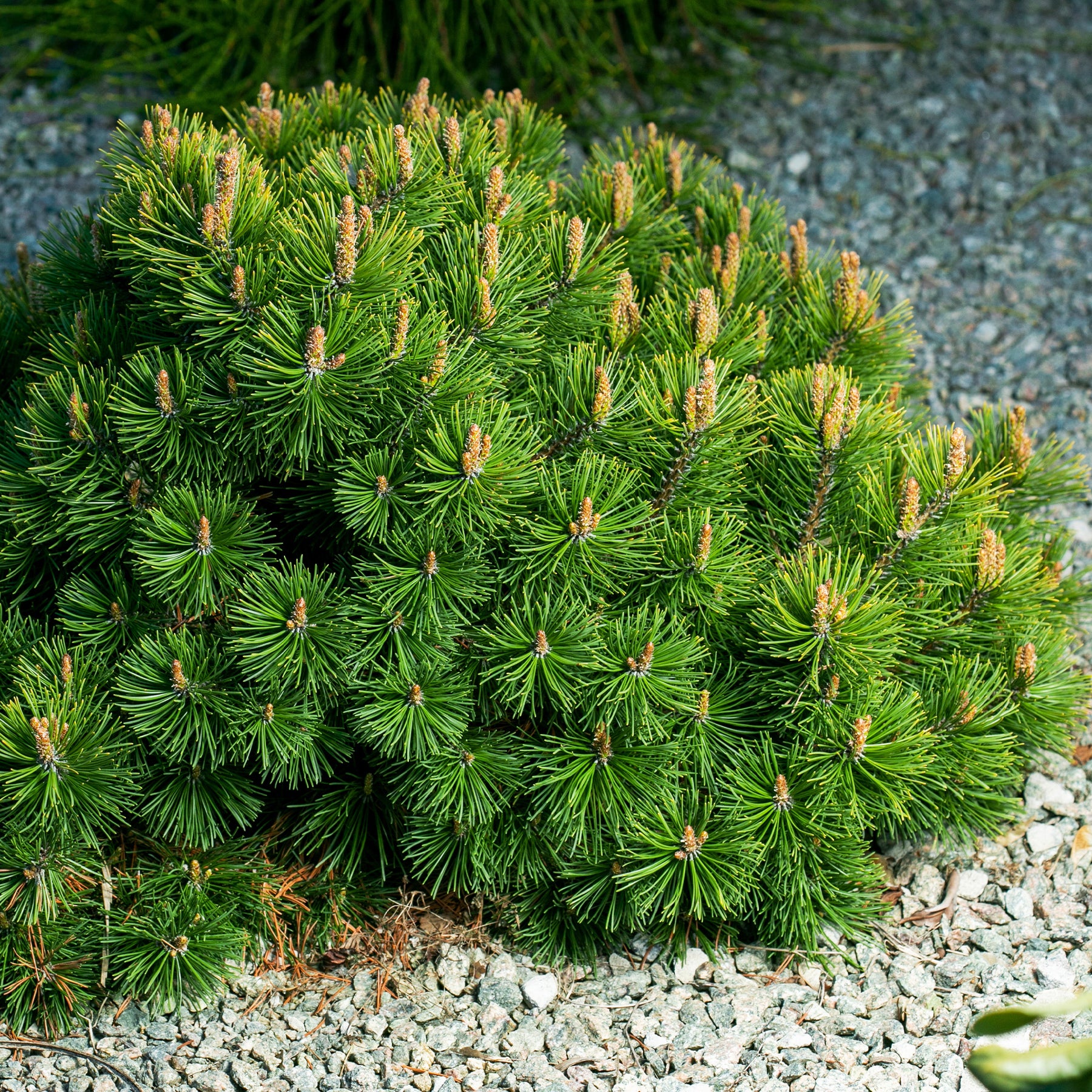 Pinus mugo - Bergden - Den
