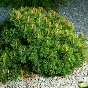 Pinus mugo - Bergden - Den