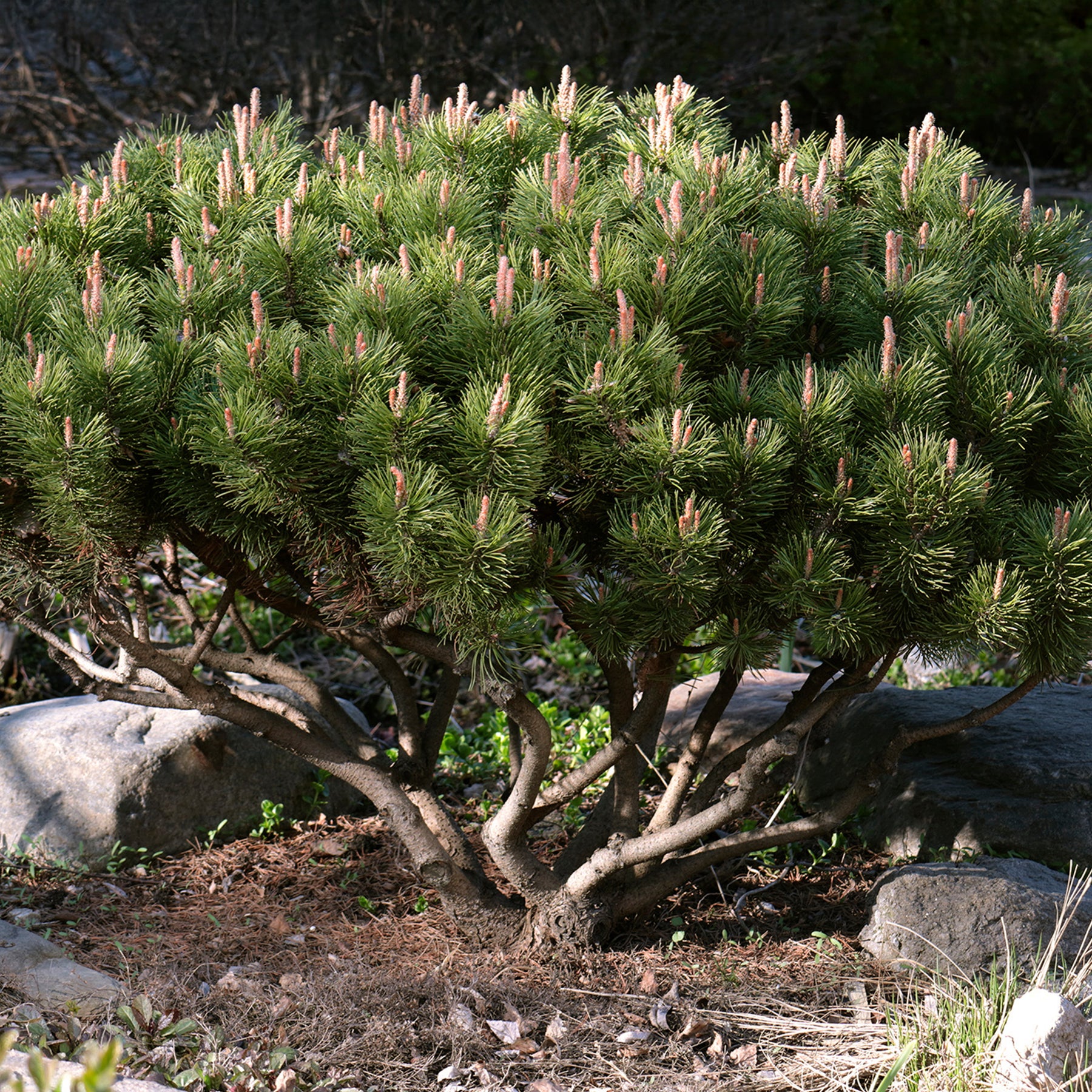 Bergden - Pinus mugo - Willemse