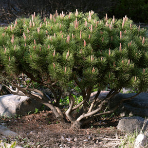 Bergden - Pinus mugo - Willemse