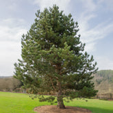 Zwarte den - Willemse