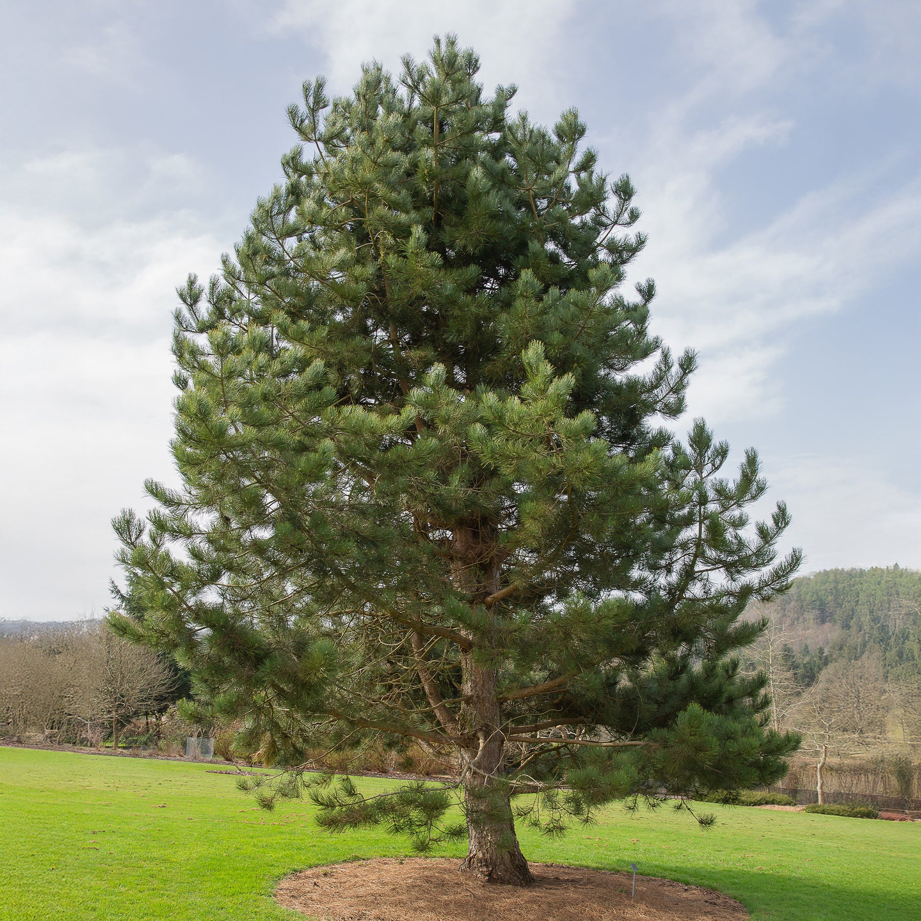 Zwarte den - Willemse