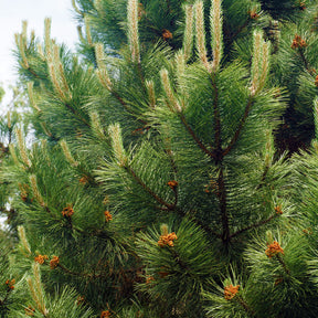 Zwarte den - Pinus nigra nigra - Willemse