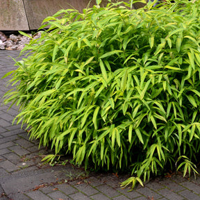 Dwergbamboe - Willemse