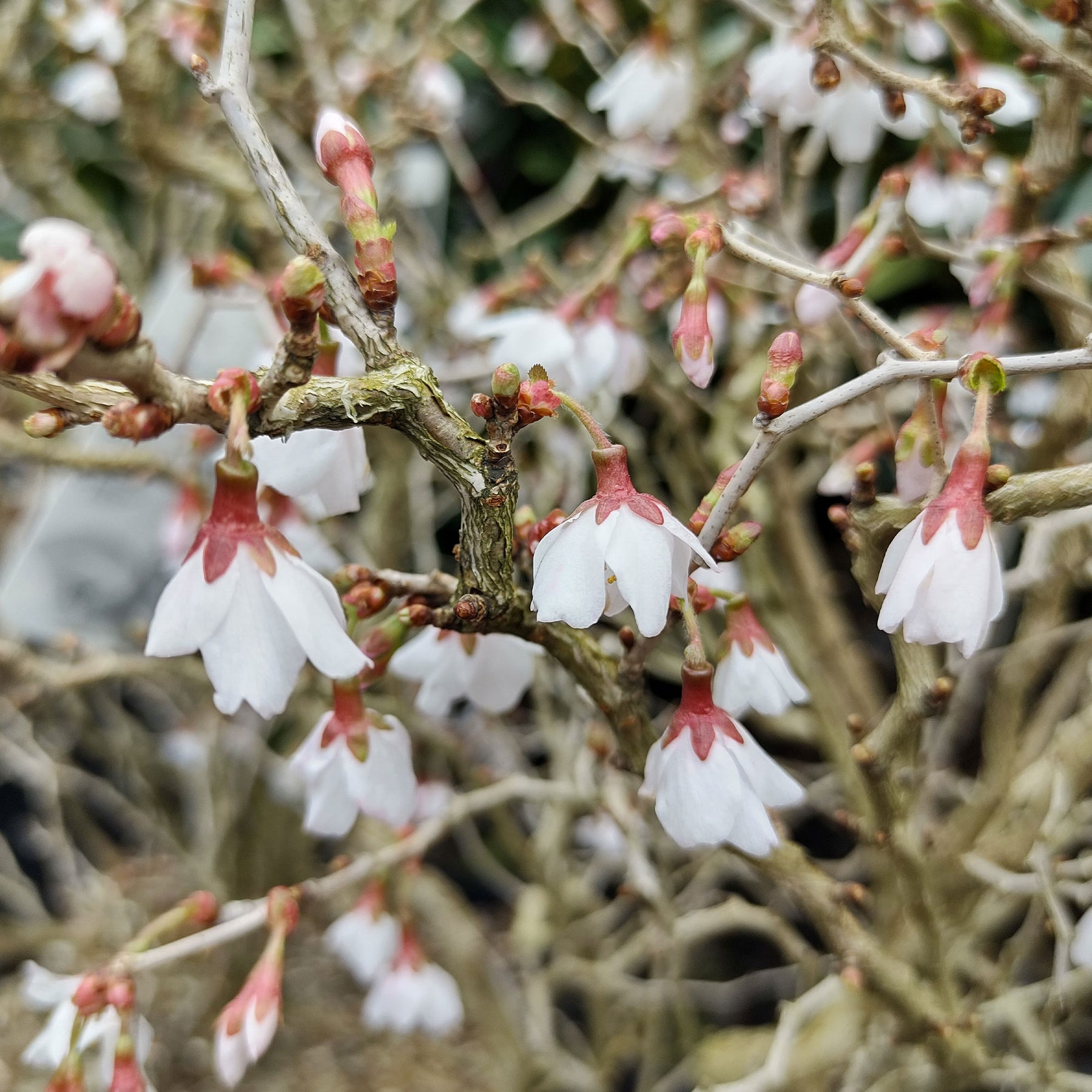 Japanse sierkers Kojo No Mai - Prunus incisa Kojo-No-Mai - Willemse