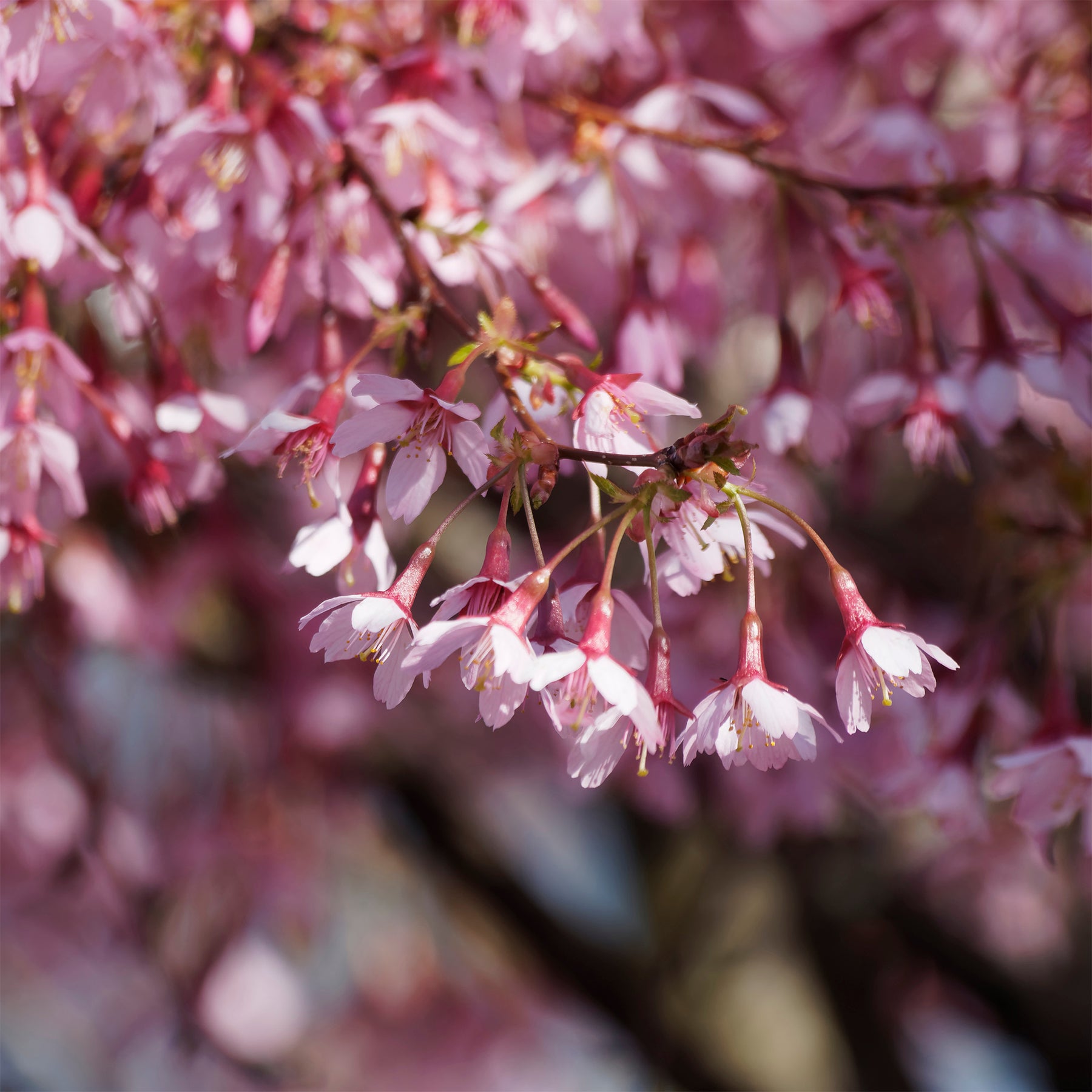 Dwerg Japanse sierkers Paean - Prunus incisa Paean - Willemse