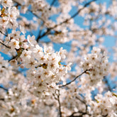 Japanse sierkers Brillant - Prunus nipponica Brillant - Willemse