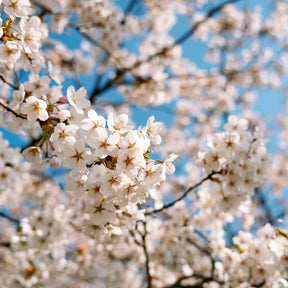 Japanse sierkers Brillant - Prunus nipponica Brillant - Willemse