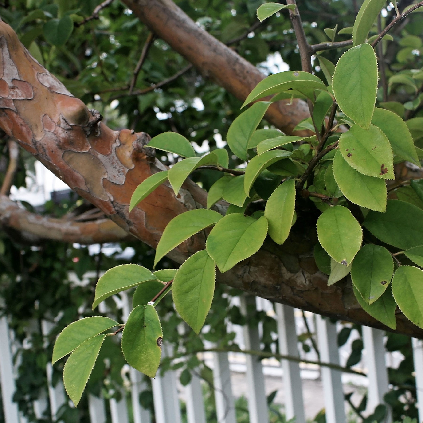 Verkoop Chinese kwee