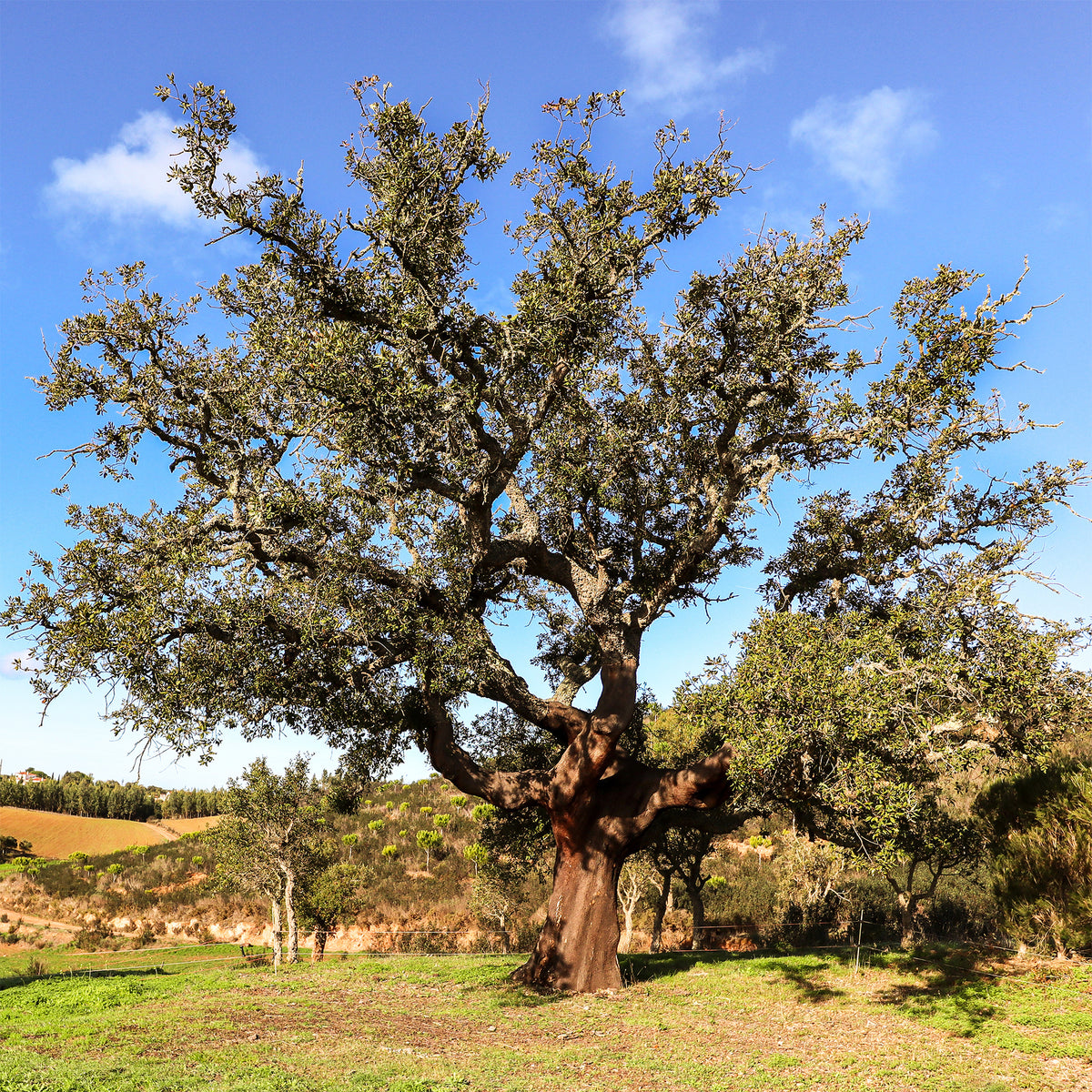 Quercus suber - Kurkeik - Eik