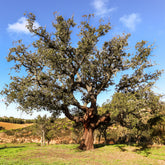 Quercus suber - Kurkeik - Eik