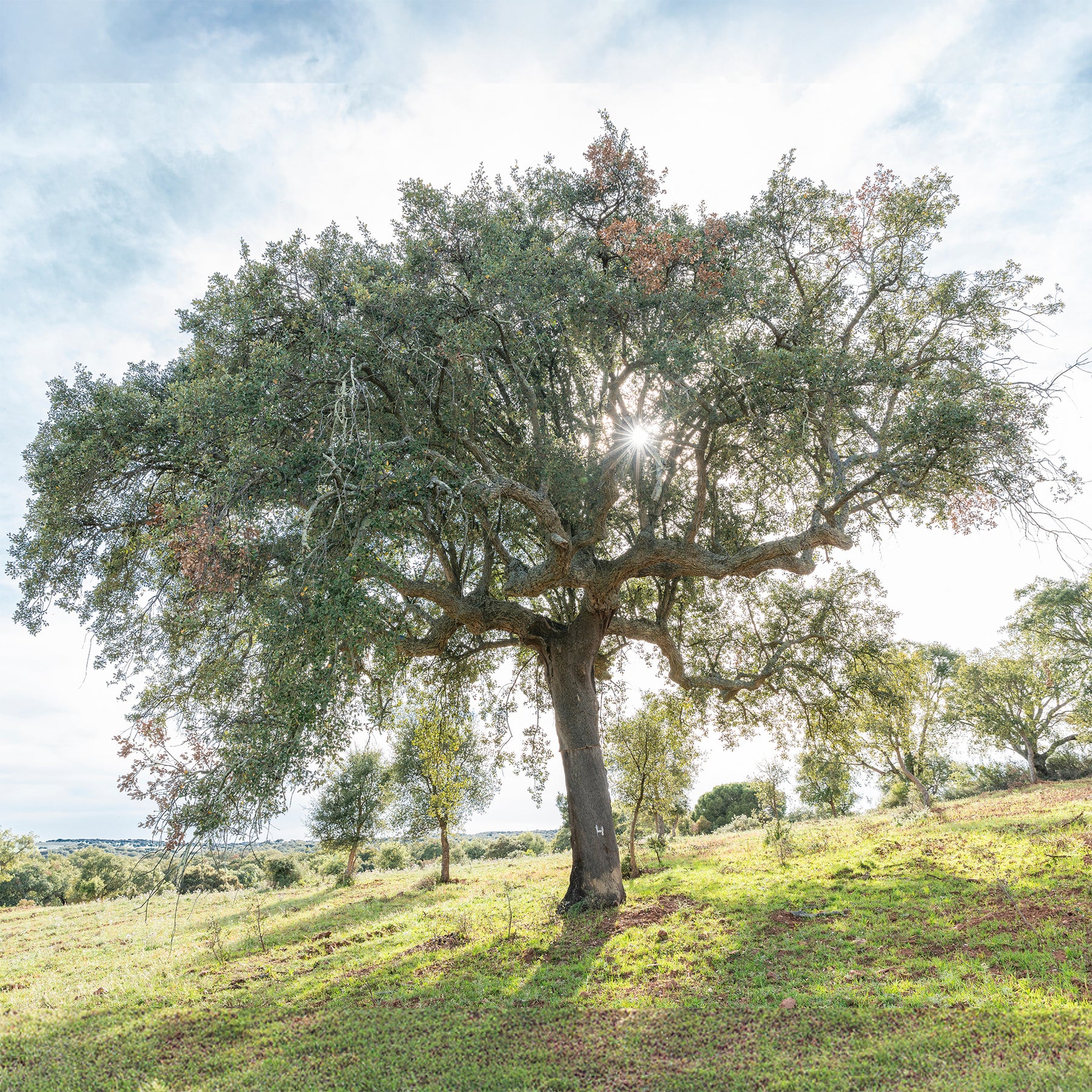 Eik - Kurkeik - Quercus suber